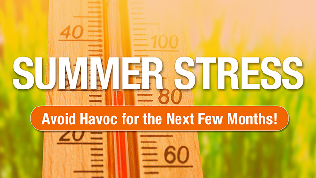 Summer Stress